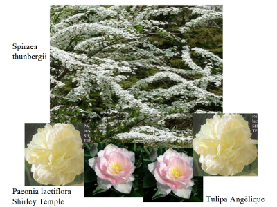 combinazione_spiraea