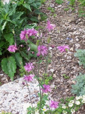 aquilegia0