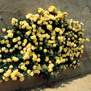 NinoSanremo_GoldBunny