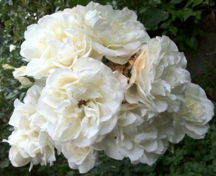 VeimaroWhiteMeidiland