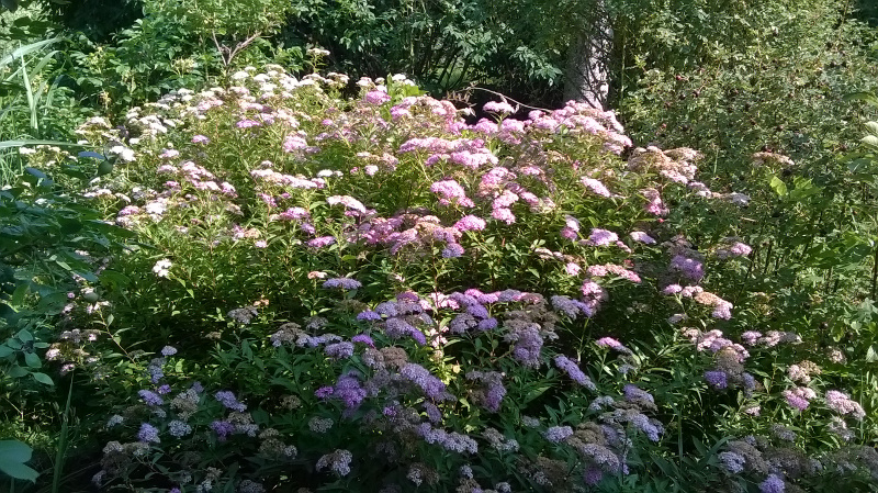 20180620_spiraeaShirobana