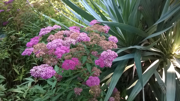 20180620_spireaAWaterer