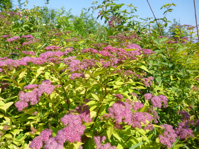 spirea_goldflame