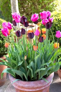 Potted-Tulips
